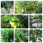 Allo Scoglio - Azienda Agricola 的里雅斯特