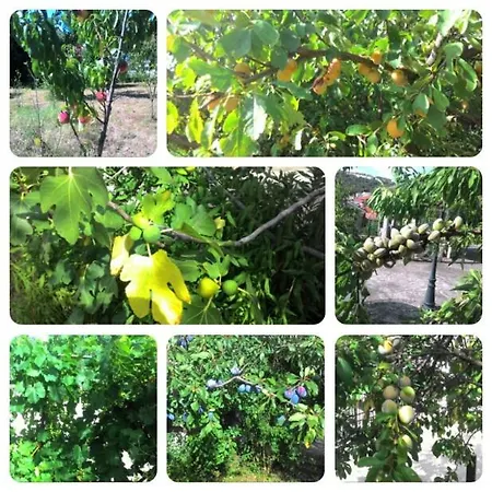 Allo Scoglio - Azienda Agricola Трієст