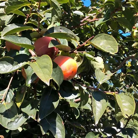 Guest house Allo Scoglio - Azienda Agricola Trieste