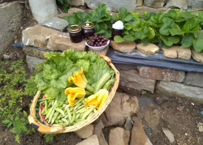 Allo Scoglio - Azienda Agricola *