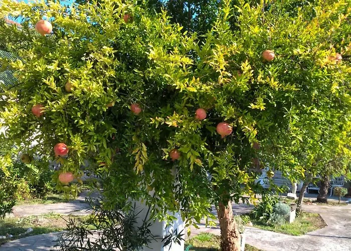 Allo Scoglio - Azienda Agricola
