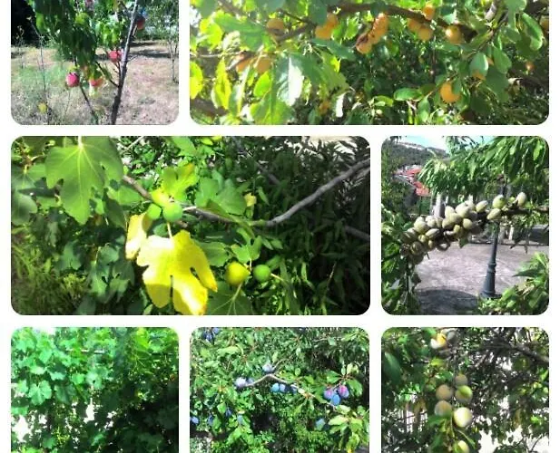 Allo Scoglio - Azienda Agricola Trieste