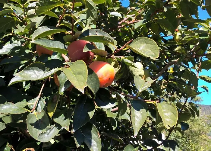 Guest house Allo Scoglio - Azienda Agricola Trieste