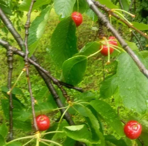 Allo Scoglio - Azienda Agricola *